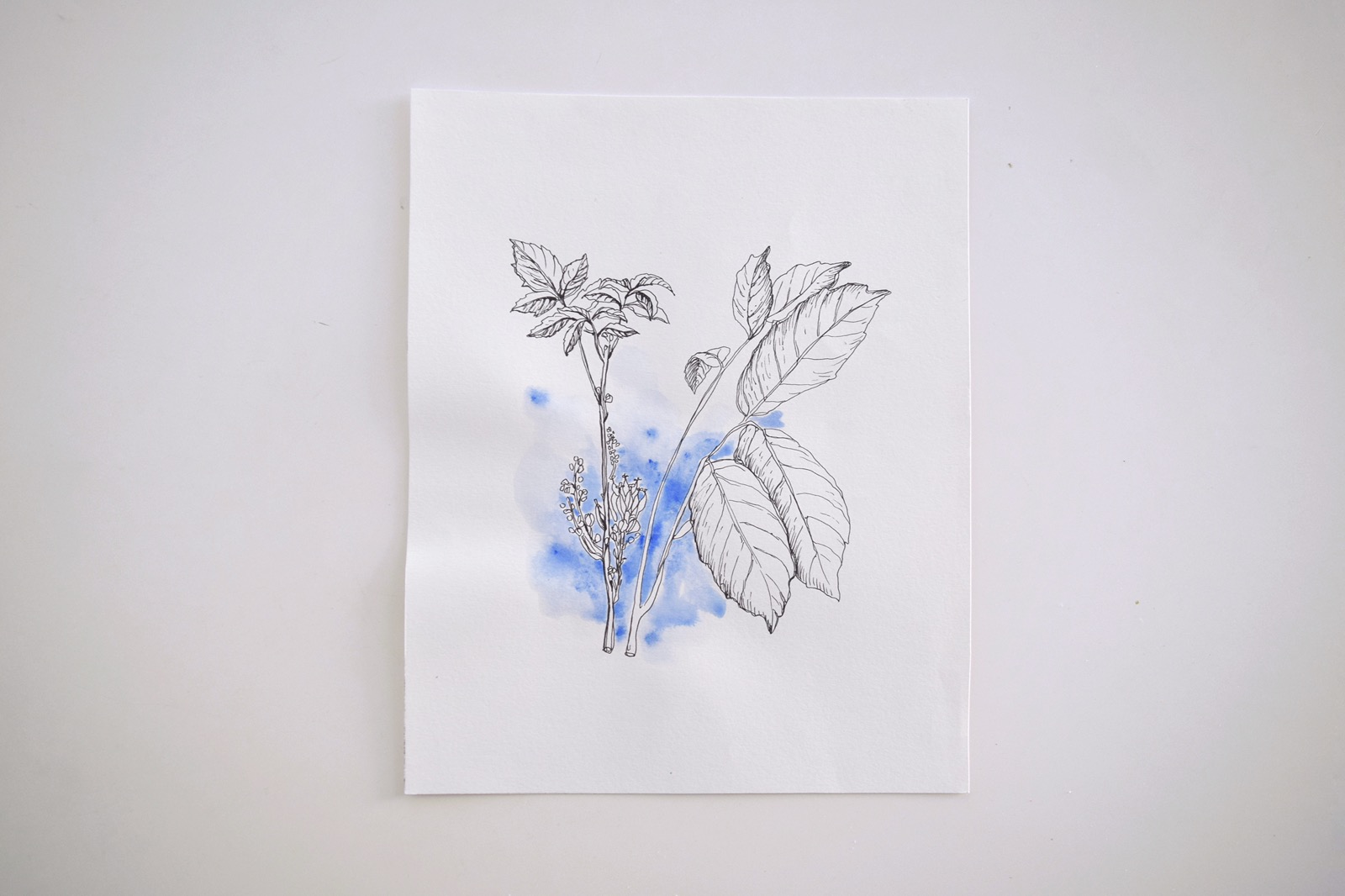 ana jovanovska flora